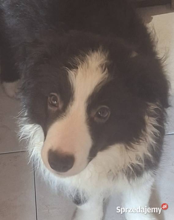 Piękny piesek border collie