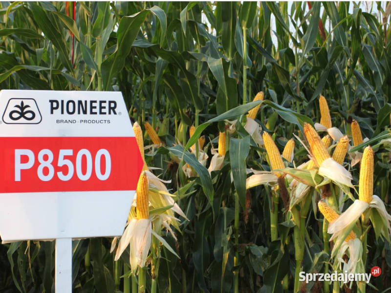 Kukurydza Pioneer P8500 FAO 250 idealny na Gniezno