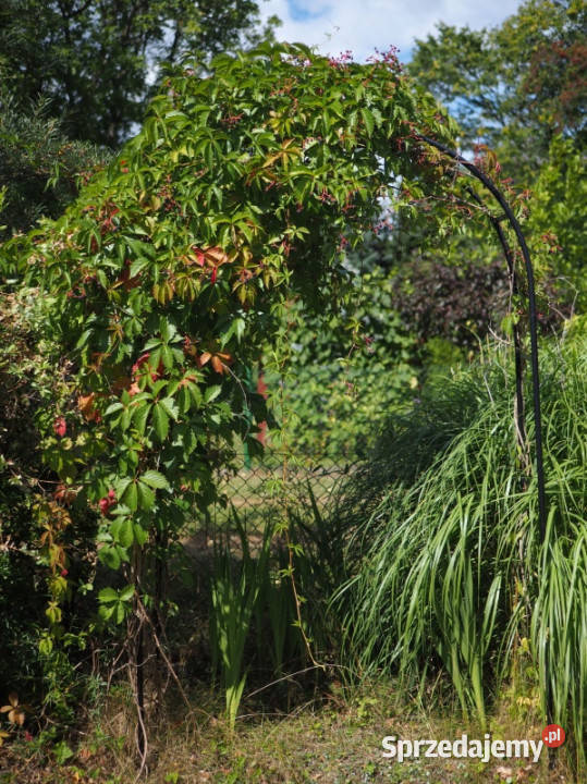 Sprzedam działkę ROD Ursynów Warszawa