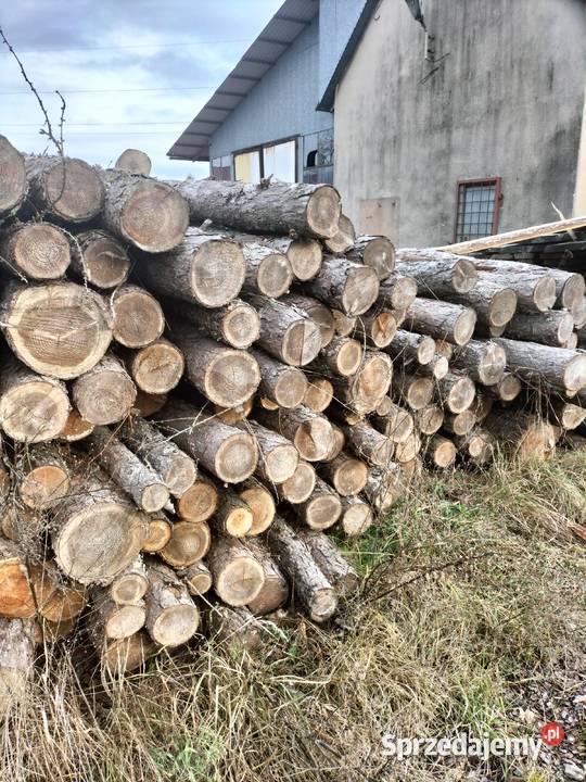 Dąb S2A 25 m duże ilości Nowa Dęba