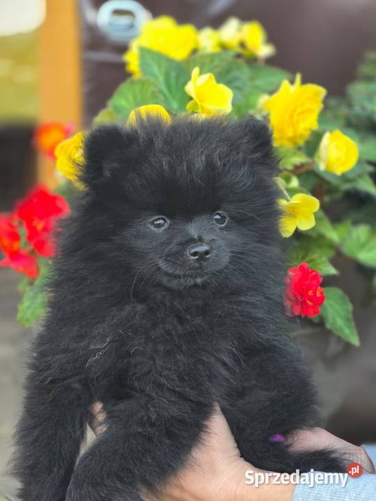 Szpic miniaturowy pomeranian Laski sprzedam