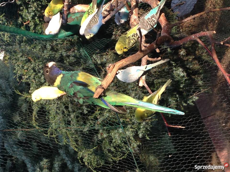 Kragen Bernard Wawrzeńczyce