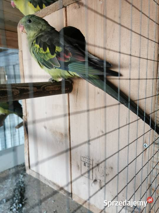 Sprzedam zamienię Ptaki Maryszewice sprzedam