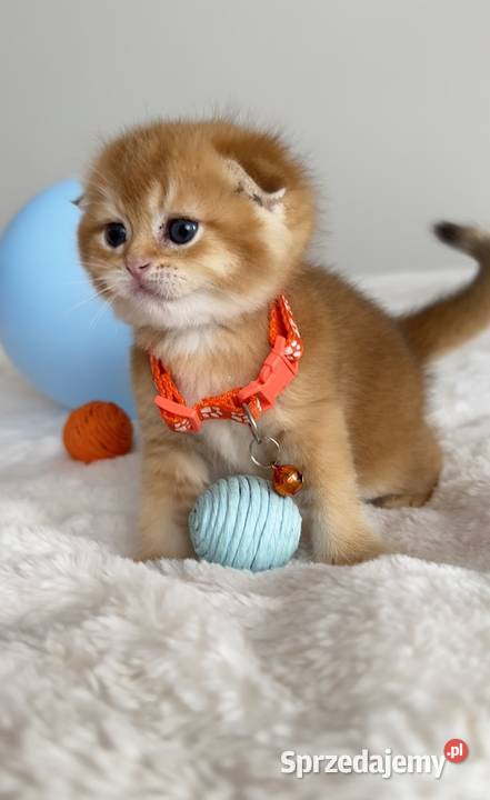 Kotek szkocki złoty Scottish fold Do rezerwacji Zwierzęta Wrocław