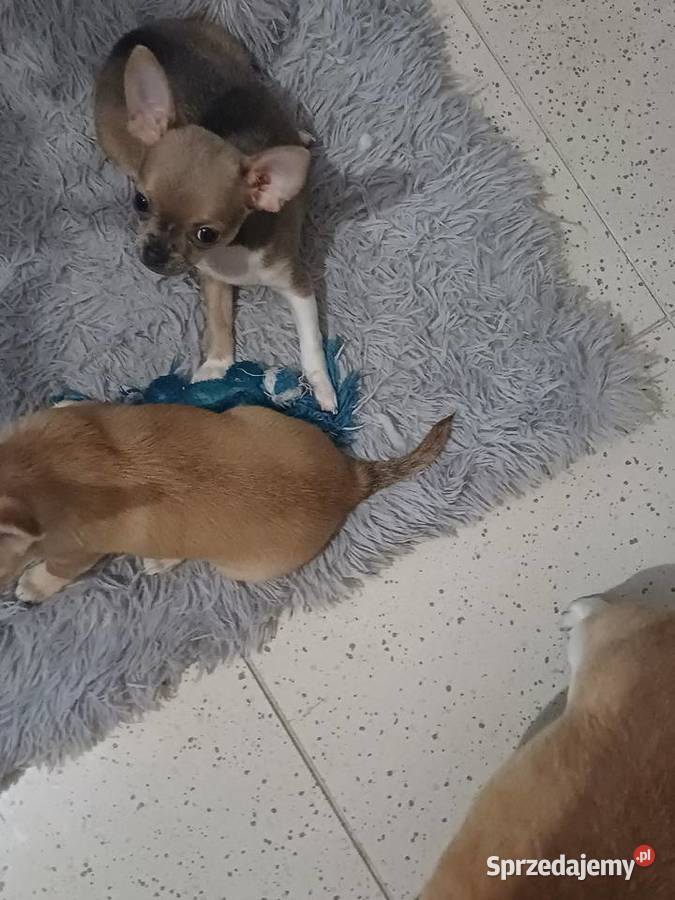 Chihuahua Maleńka Blue Dziewczynka z Rodowodem łódzkie Zgierz