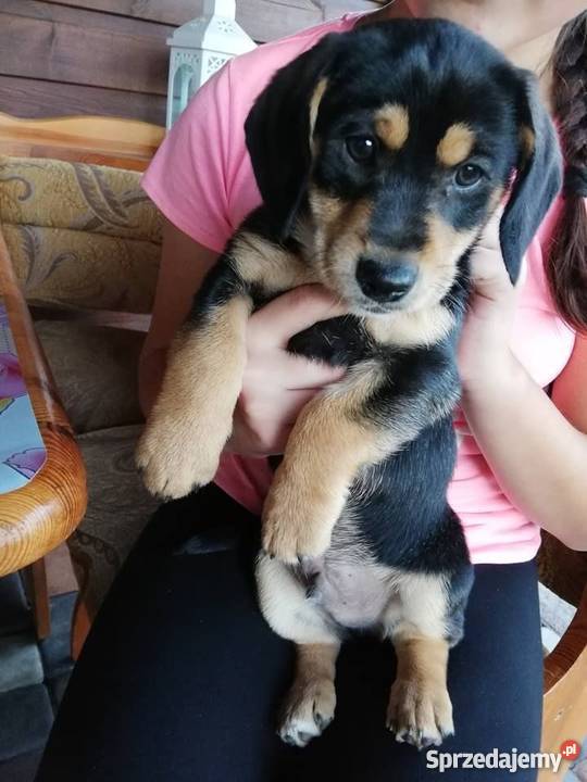 Jamniki Rzeszów Jamnik Kolbuszowa