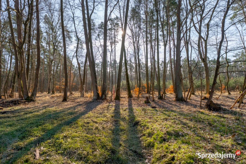 Działka pod lasem z wydanymi warunkami 120 m2 Szczecin