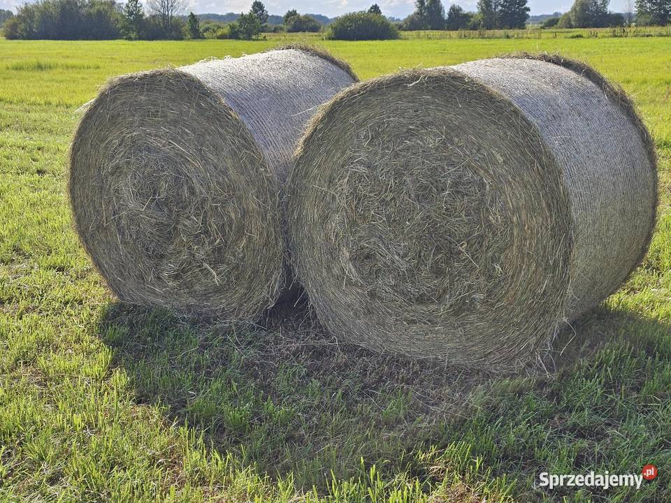 Siano drugi pokos 2025 Chilmony-Kolonia