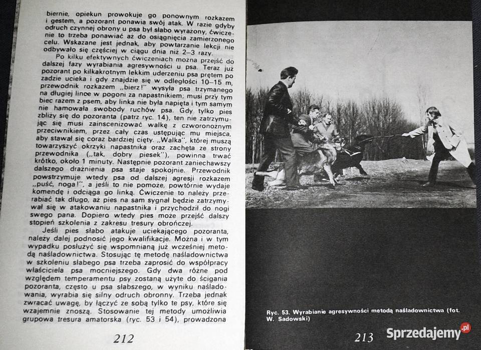 Amatorskie szkolenie psów Antoni Brzezicha Chełm