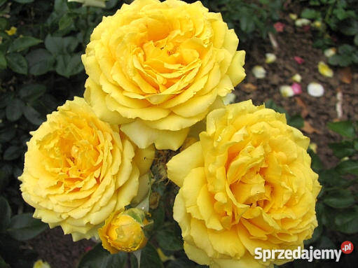 Róże krzewy róż sprzedam PRODUCENT łódzkie Łask