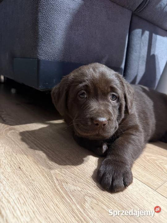 Pieski i suczki Labradora Retriever czarnego