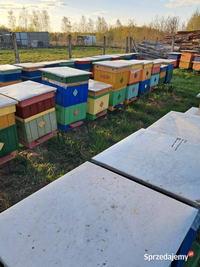 Odkłady Pakiety Pszczoły na WAGE Odrzywół