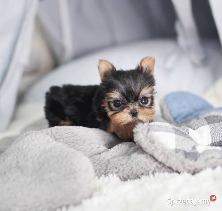 DOVE MINIMICRO CUDEŃKA YORKSHIRE TERRIER Gdańsk