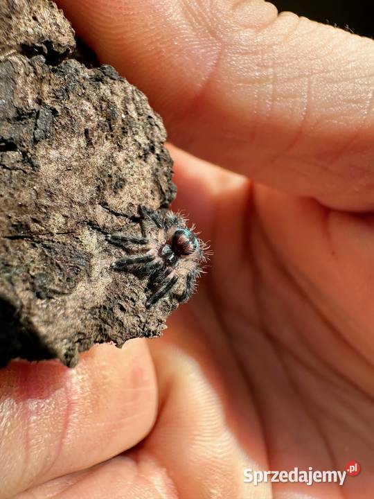 Typhochlaena seladonia L2 10sztuk Kraków sprzedam