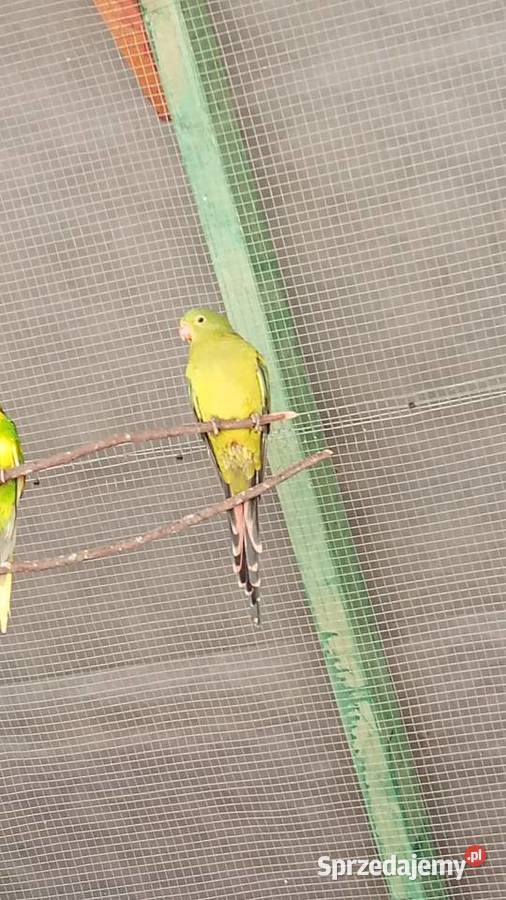 Papugi górskie małopolskie Koszyce