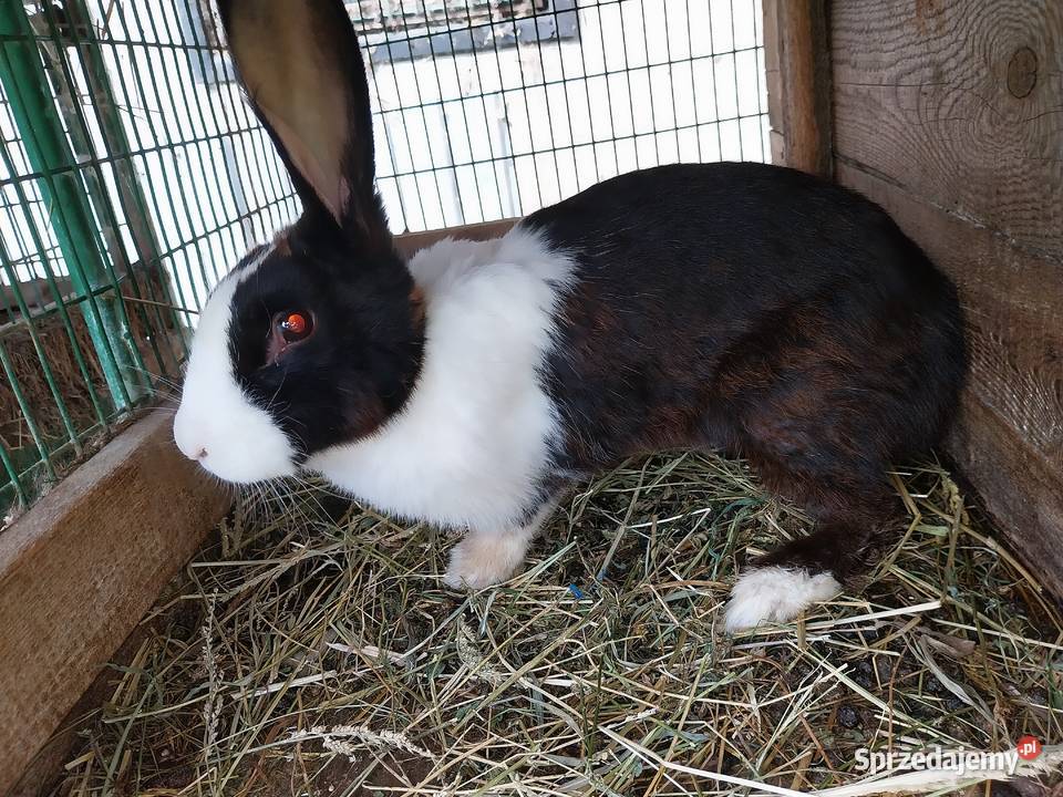 Króliki mięso tuszka królik Górka Kościejowska