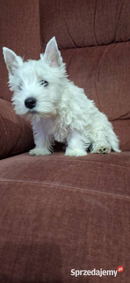 West Highland White Terrier sprzedam