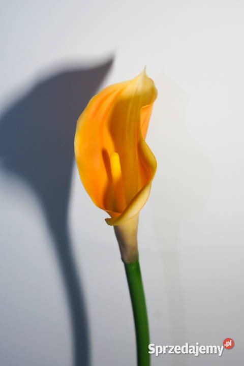 Kalia w kolorze żółto pomarańczowym