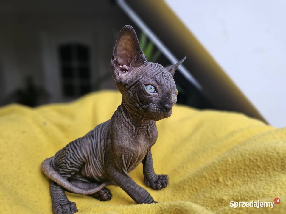 Kotka Sfinks kanadyjski Vascat EKKR FPL