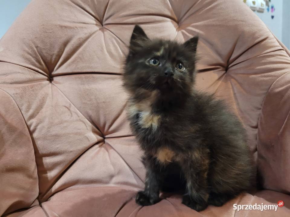 Maine Coon świętokrzyskie Drygulec