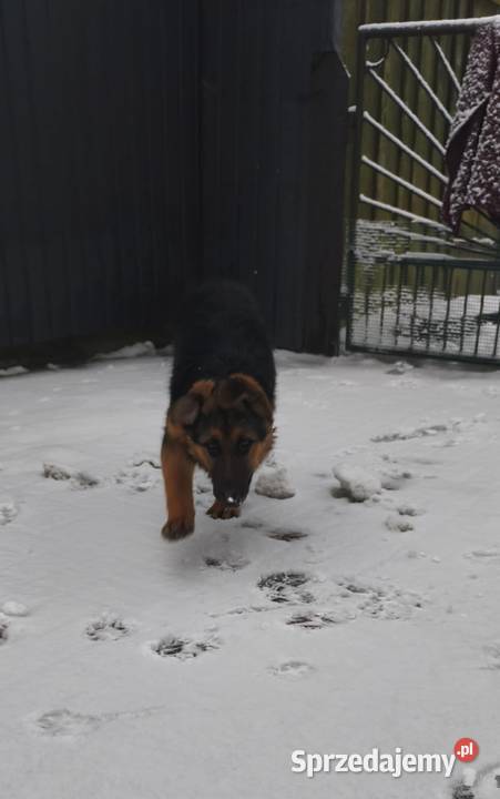 Szuka nowego domu Porządzie