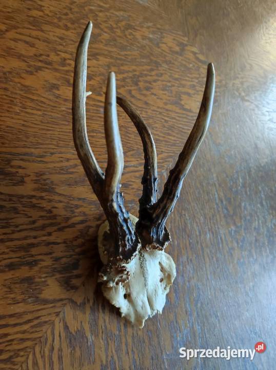 poroże porostki rogi jelenia kozła daniela Kielce