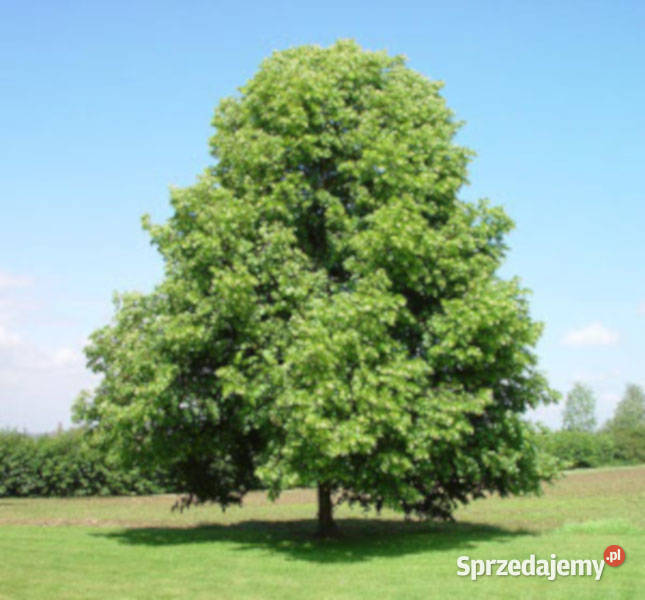 LIPA DROBNOLISTNA Tilia cordata NASIONA 300 Lubanie