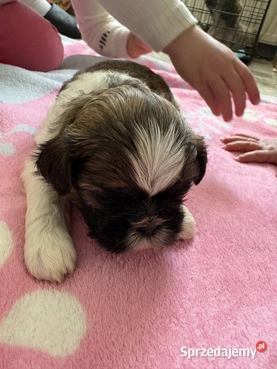 Suczka shih tzu Lekowo