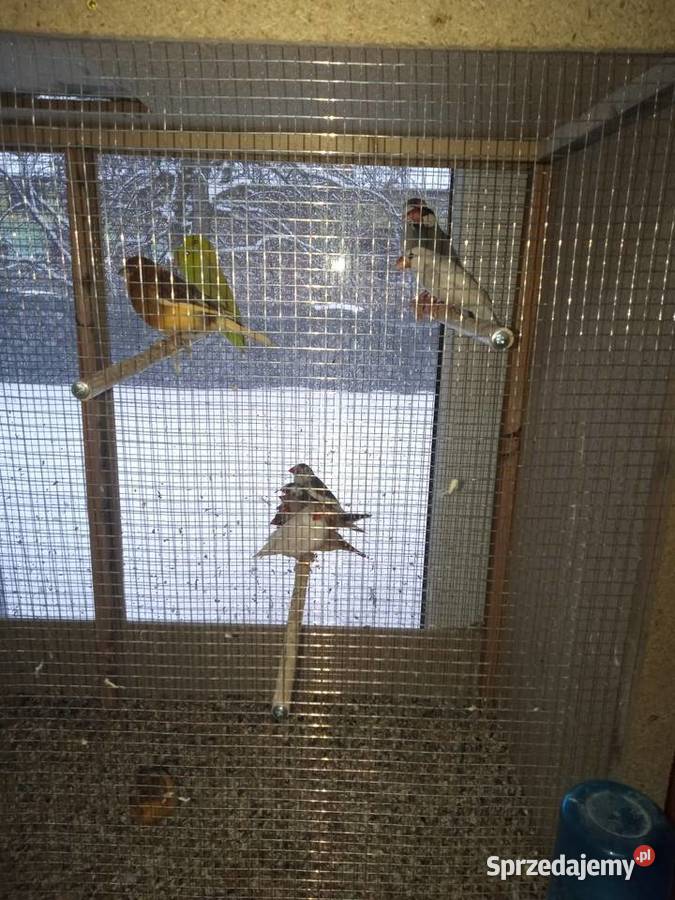 Ptaki Drobna Egzotyka mazowieckie Lucin