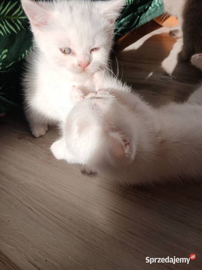 Sprzedamkotki brytyjskie Koty Kijaszkowo