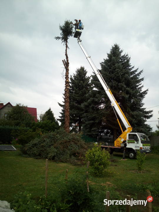 Usuwanie starych niebezpiecznych drzew skracanie Skawina
