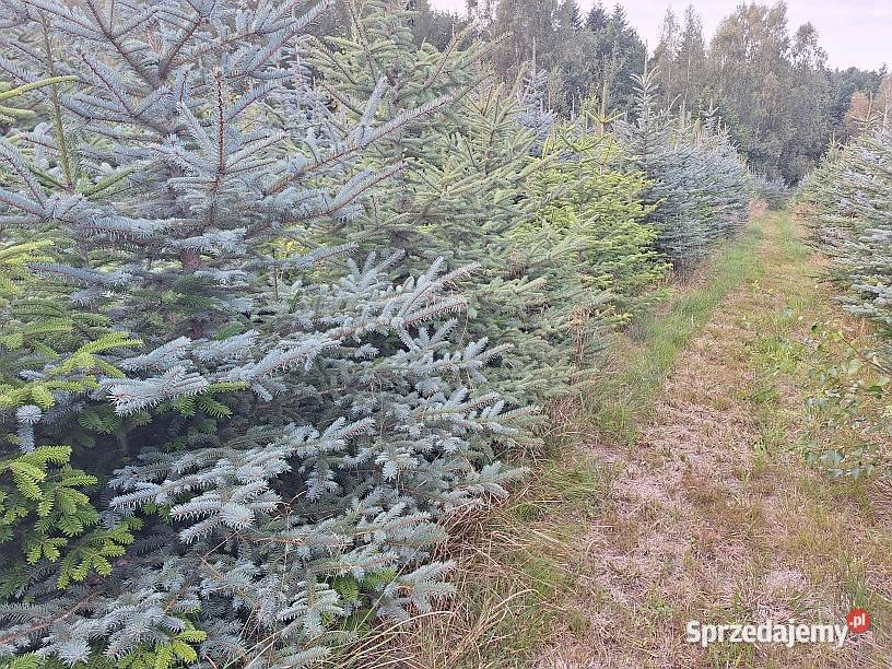 Choinki jodła kaukaska świerk srebrny i Tarnów