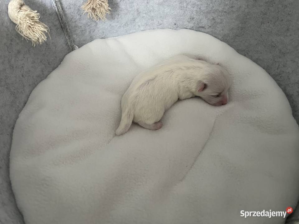 malutkie Maltańczyki rezerwacja podkarpackie Dębica