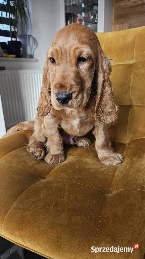 Cocker spaniel piesek świętokrzyskie