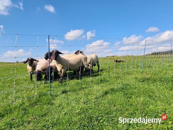 Siatka Titan Net 122 50 m pojedynczy kolec 27832 Kamionna