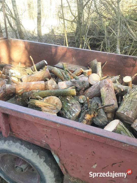 Drzewo Miłochniewice