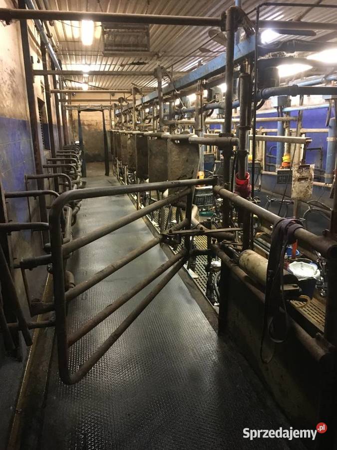 Dojarnia rybia ość 2x9 sprzedam