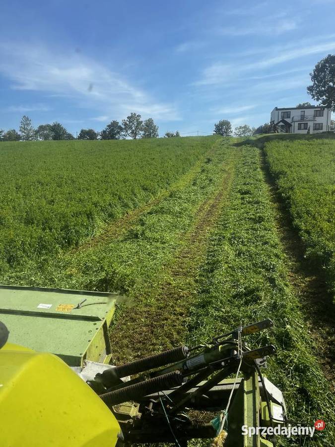 Sianokiszonka z lucerny 2025 kujawsko-pomorskie Lipno