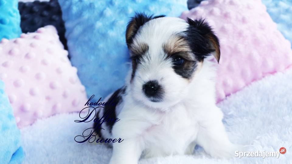 York Biewer Yorkshire Terrier