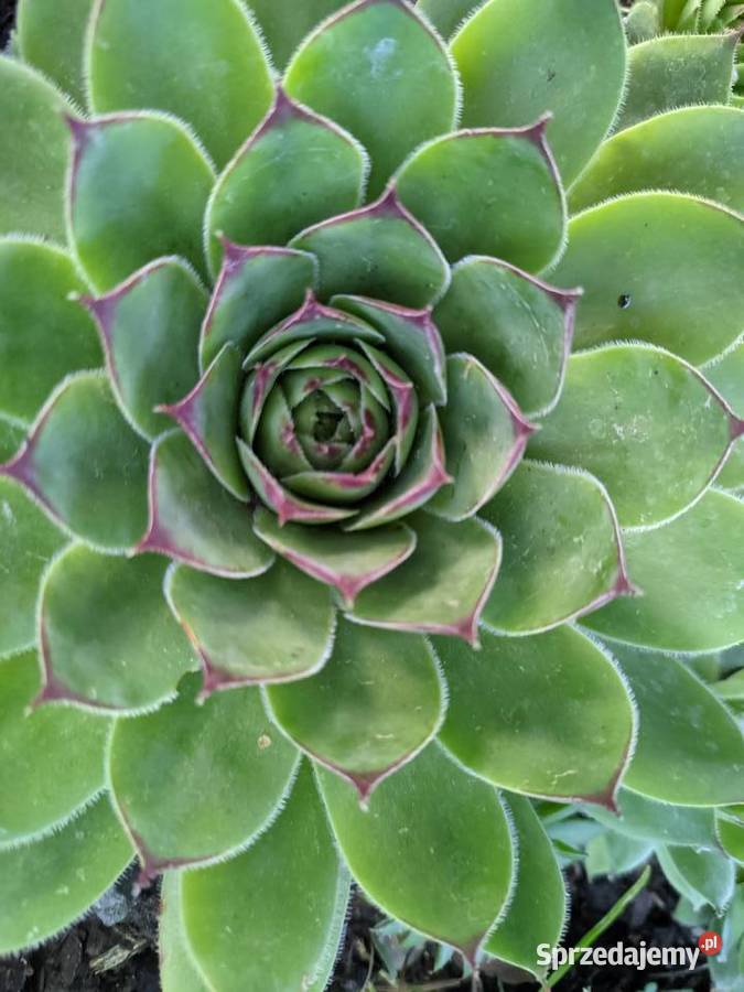 Rojnik murowy Lublin