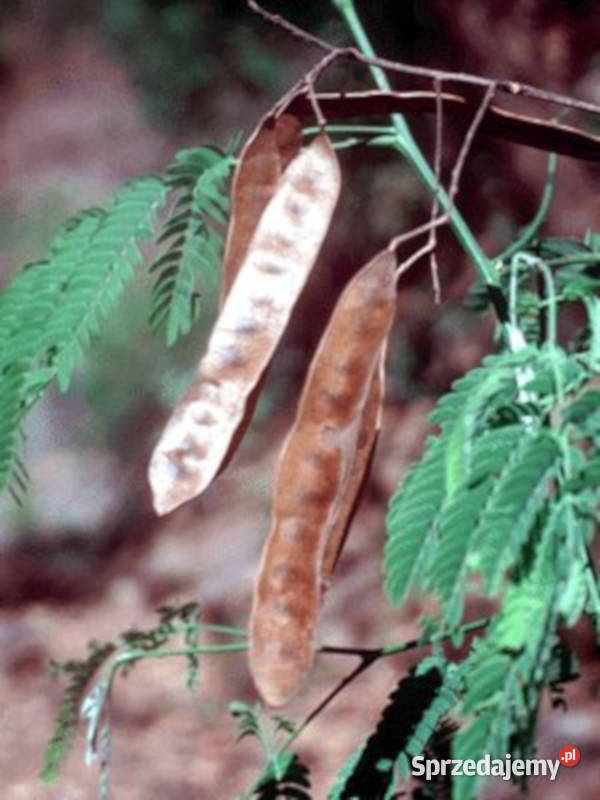 ALBICJA  ODORATISSIMA Albizia odoratissima Lubanie