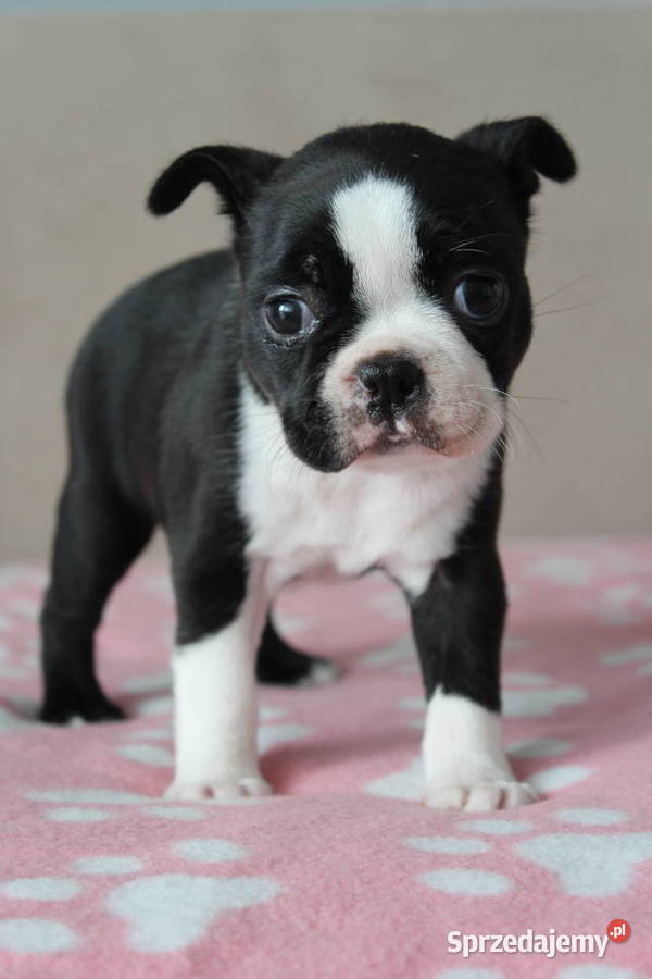 BOSTON TERRIER ZKwP DOMINO Don Chesa Lu Grande Kraków
