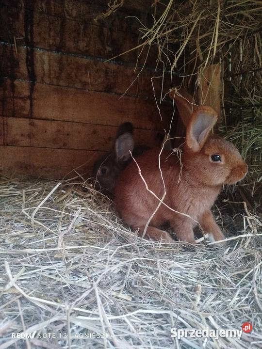 Króliki rasowe i hodowlane