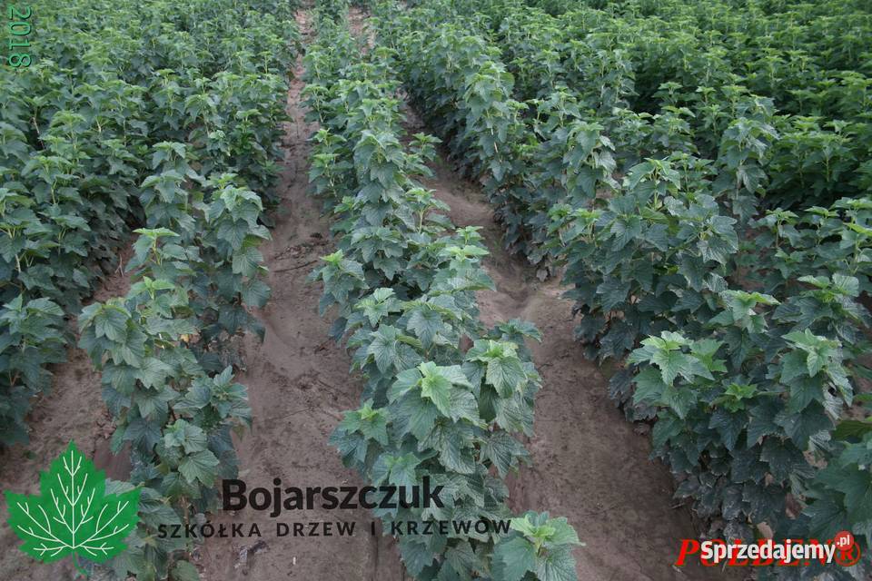 Sadzonki porzeczki czarnej POLARES licencja Stary Pożóg