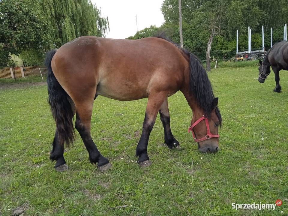 Sprzedam wałacha wielkopolskie Murowana Goślina