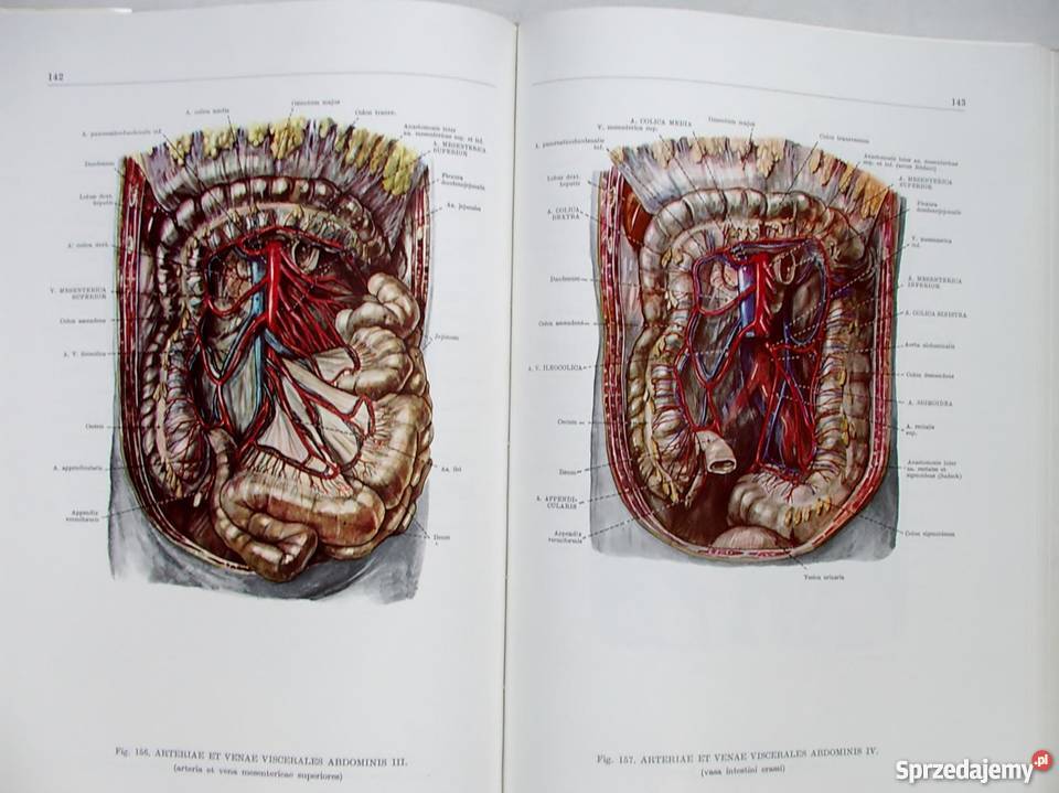 ATLAS ANATOMII CZŁOWIEKA TOM 13 KISS zdrowie, pierwsza pomoc sprzedam