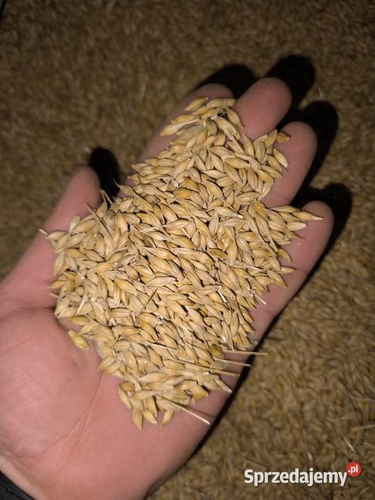 Sprzedam jęczmień ozimy Strzałków