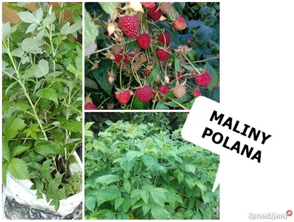 MALINY odmiana POLANA DUŻE sadzonki kopane z gruntu+GRATIS.