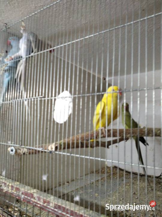 Aleksandertta obrożna sprzedam Świerklany