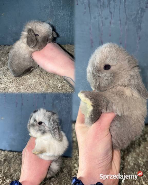 Królik Miniaturka Mini Lop Teddy podkarpackie sprzedam